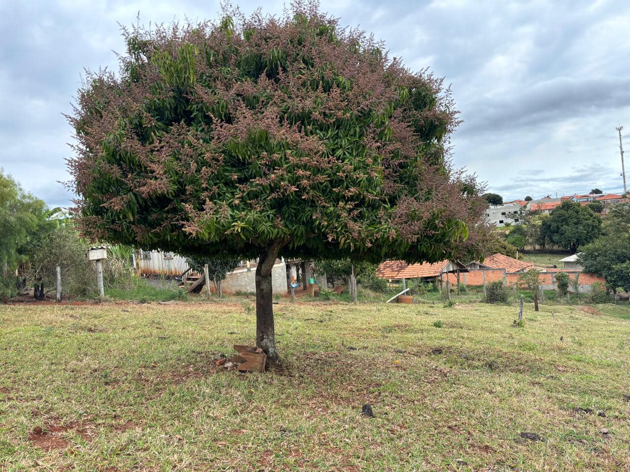 #3532 - Chácara para Venda em Joaquim Távora - PR