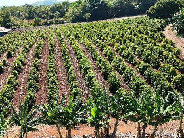 #4345 - Chácara para Venda em Siqueira Campos - PR - 3