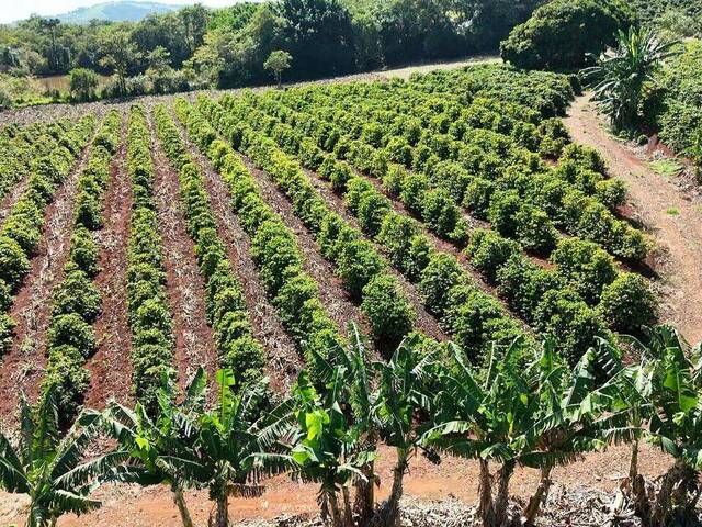 Chácara para Venda em Siqueira Campos - 4